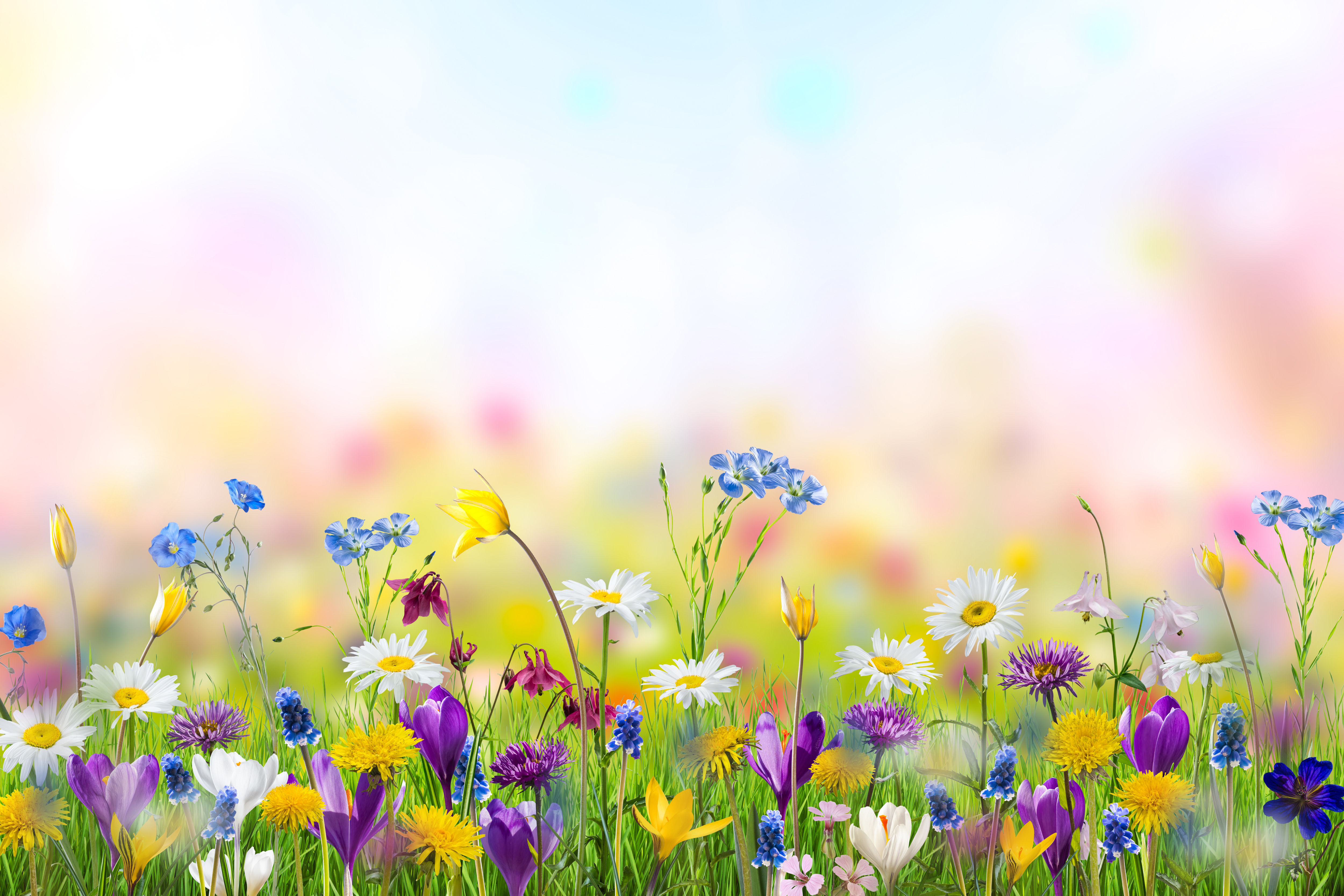 Bild på ängsblommor